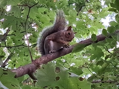 Sciurus carolinensis