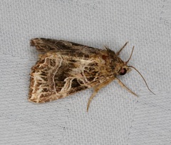 Callopistria exotica