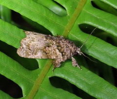 Callopistria guttulalis