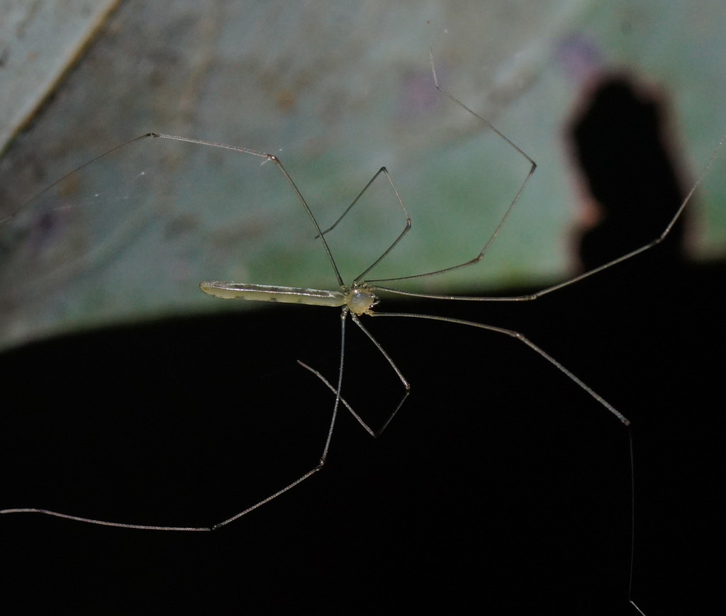 Micromerys daviesae