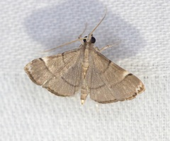 Cangetta hartoghialis