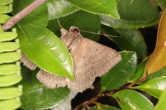 Ericeia subcinerea