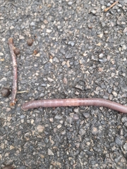 Lumbricus terrestris