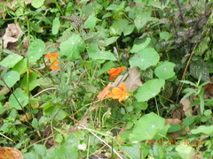 Tropaeolum
