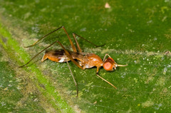 Micropezidae