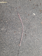 Lumbricus terrestris