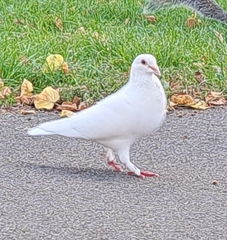 Columba livia domestica