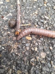 Lumbricus terrestris