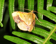 Fascellina plagiata