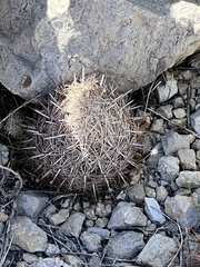 Coryphantha echinus
