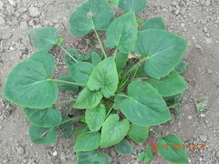 Valeriana hardwickii