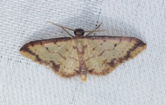 Idaea impexa