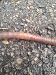 Lumbricus terrestris