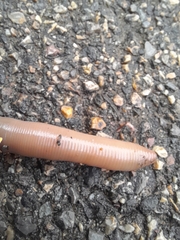 Lumbricus terrestris