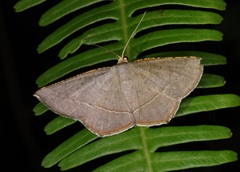 Plesiomorpha flaviceps