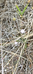 Cephalaria transsylvanica