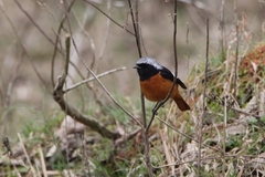 Phoenicurus auroreus