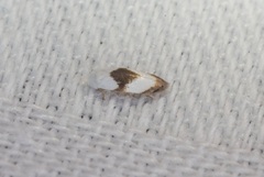 Pseudopostega zelopa