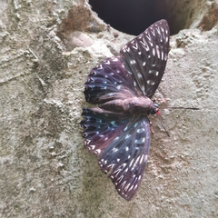 Dichorragia nesimachus