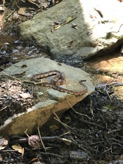 Nerodia sipedon pleuralis