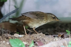 Helopsaltes certhiola