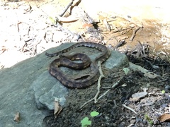 Nerodia sipedon pleuralis