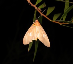Asota plaginota