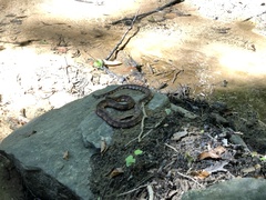 Nerodia sipedon pleuralis