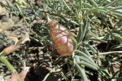 Astragalus whitneyi