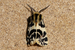 Ardices curvata