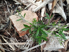 Xanthosia huegelii