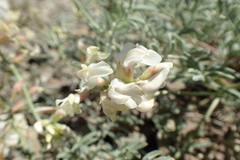 Astragalus whitneyi