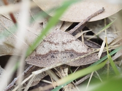 Taxeotis perlinearia