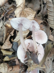 Mycena rosea