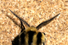 Ardices curvata