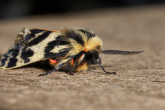 Ardices curvata