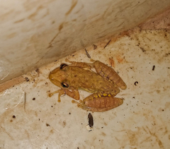 Scinax