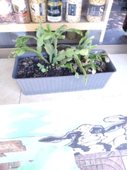 Schlumbergera buckleyi