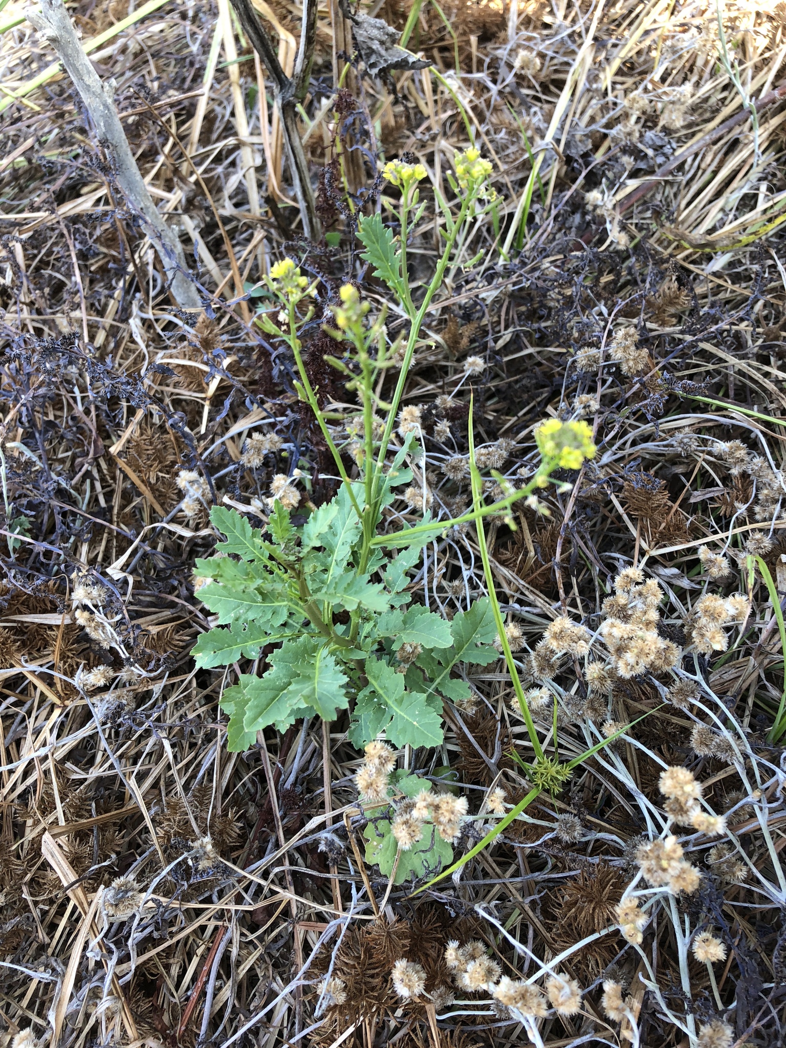 Rorippa palustris ssp. palustris