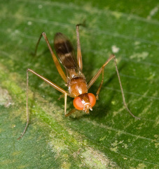 Micropezidae