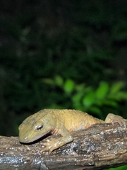 Paramesotriton hongkongensis