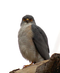 Accipiter minullus
