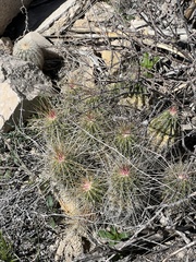 Echinocereus stramineus