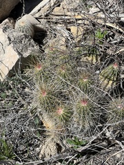 Echinocereus stramineus