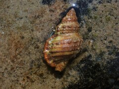 Dulcerana granularis