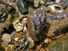 Conus papilliferus