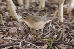 Acrocephalus bistrigiceps