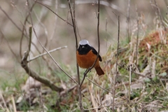 Phoenicurus auroreus