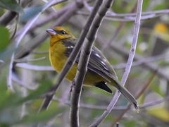 Piranga bidentata