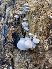 Ossicaulis lignatilis
